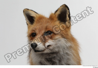  Red fox head 0003.jpg